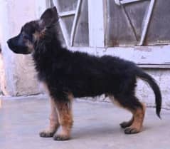 German Shepherd male puppy available for sale