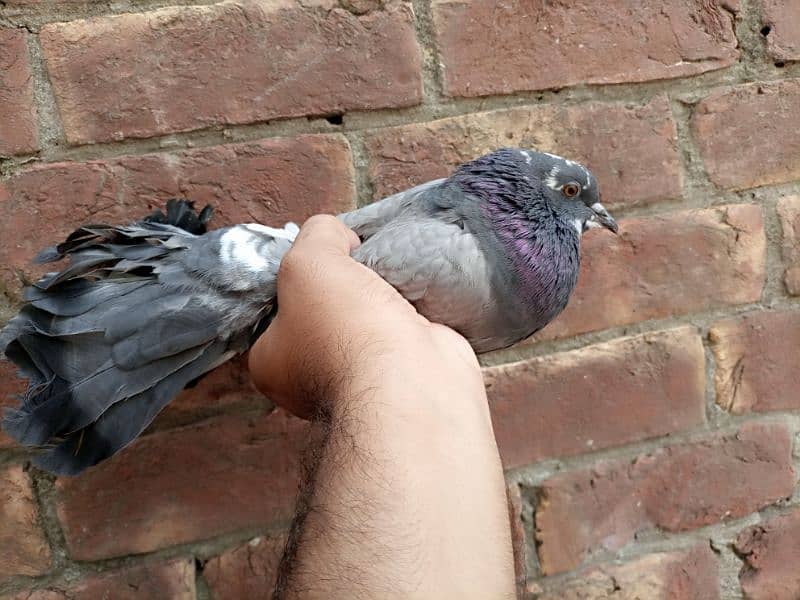 Lucky kabootar male and female good health 0