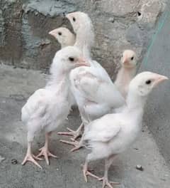 Heera chicks