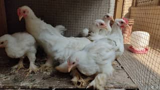 White bantam 2 male 4 females For sale 03096360200