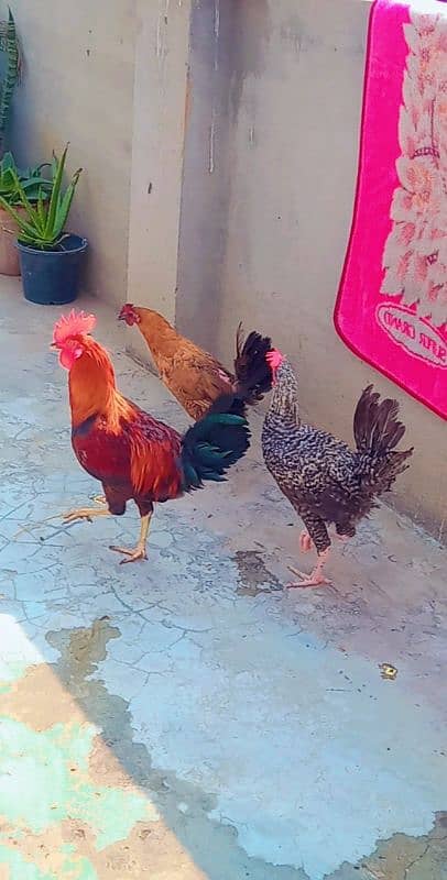 3 hens 3 cooks 03251450371 1