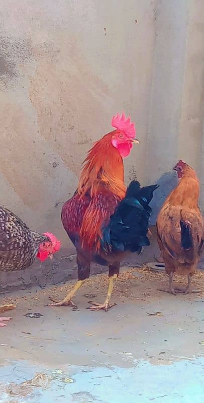 3 hens 3 cooks 03251450371 4