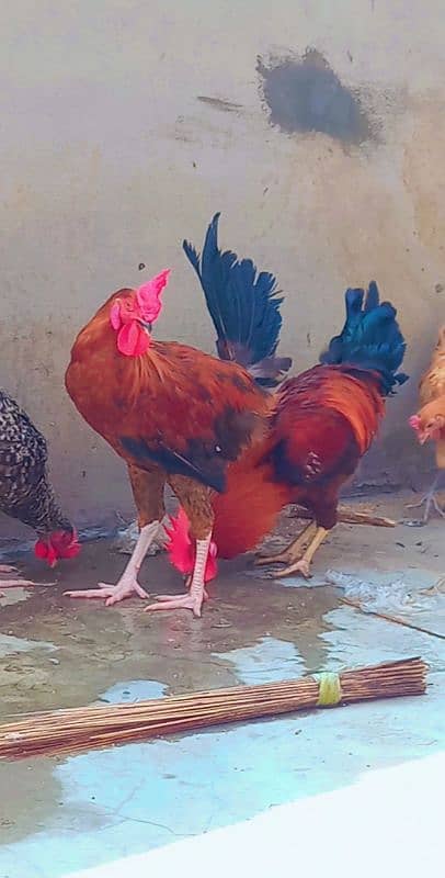 3 hens 3 cooks 03251450371 7