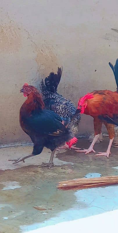 3 hens 3 cooks 03251450371 13