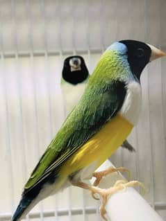 lady gouldian finch 0