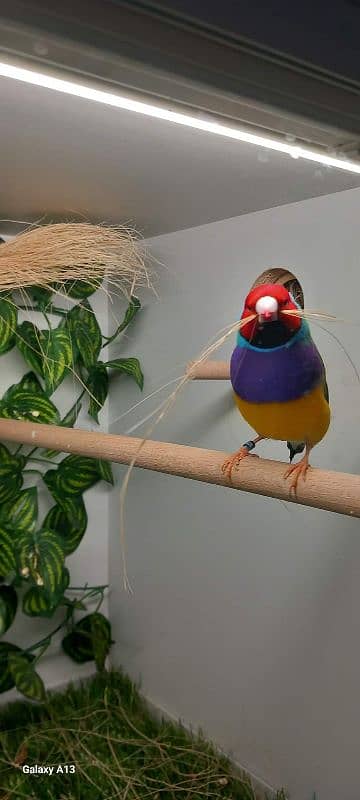 lady gouldian finch 1