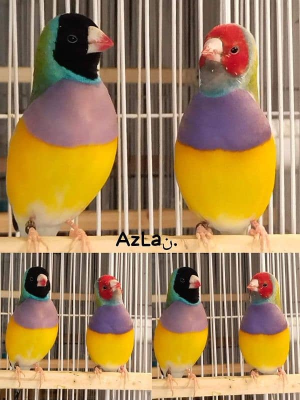 lady gouldian finch 3