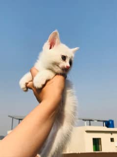 Persian kitten Female