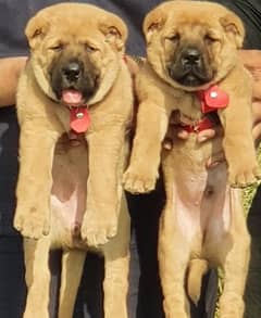 Kurdish Kangal dogs ful security dogs havey bone  pair for sale