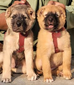 KURDISH KANGAL PAIR FOR SALE SECURITY DOGS