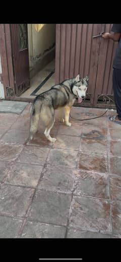 siberian husky blue eyes