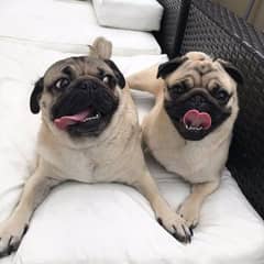 pug pair available male female both looking for a new home