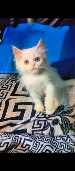 White persian kitten triple coat  | punch face| Persian cat