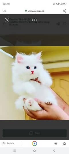 Persian beautiful cat for sale 0341/065/54/49 my WhatsApp number