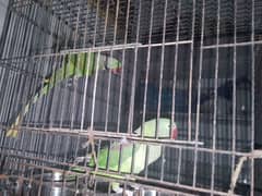 Raw parrot bonded pair for sale 0