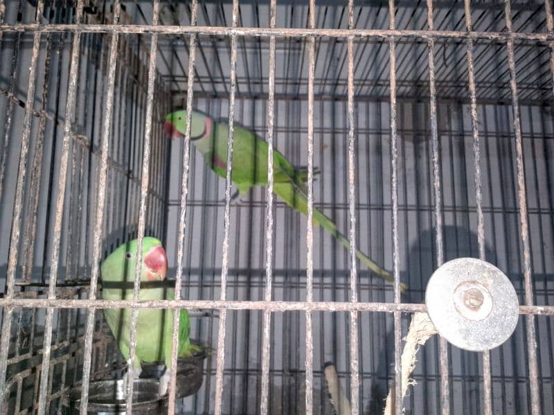 Raw parrot bonded pair for sale 1