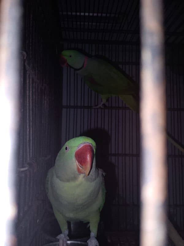 Raw parrot bonded pair for sale 2