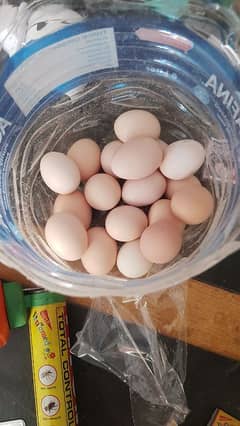 Desi Eggs available on wholesale rate