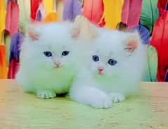 Persian Cat for sale my WhatsApp number 03276330466 0