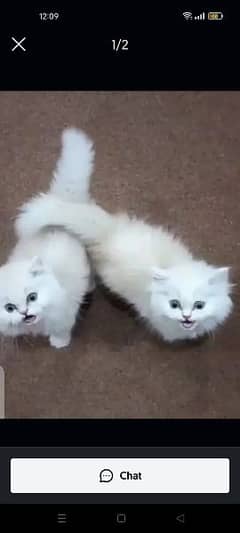 Persian Cat for sale my WhatsApp number 03276330466