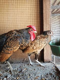 Golden sbright breeder pair/ Exchange possible with love birds/Dasihen