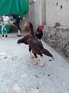 Shamo Hen