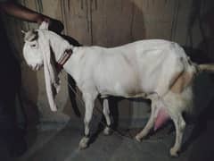 big size gulabi bakri 4 dant