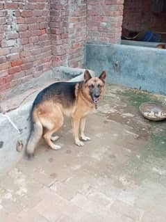 Male German Shepherd