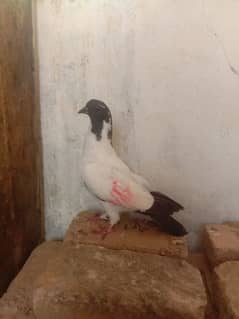 multani yaksa  male pigeon . 0.3. 3.5. 3.7. 6.4. 1.6. 5