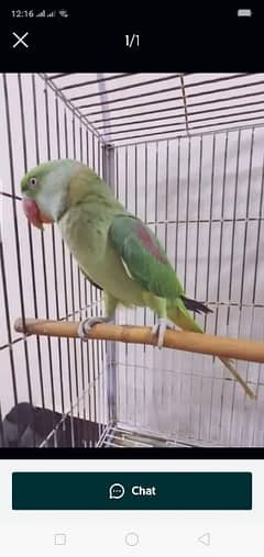 raw parrot for sale only WhatsApp number0327=6330466