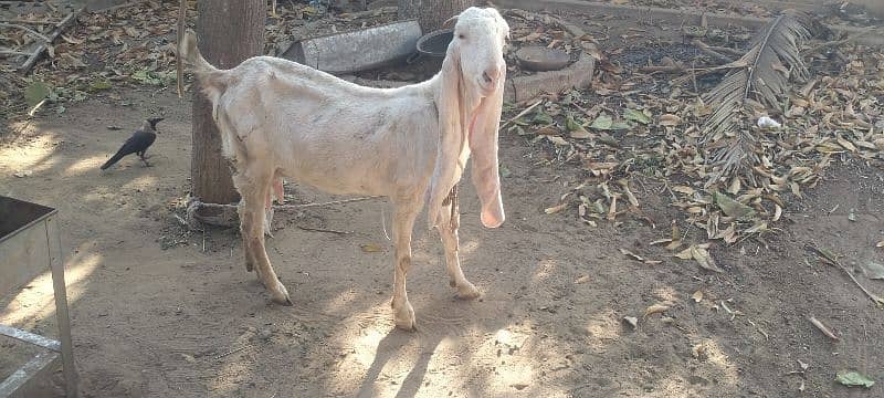 PURE GULABI Bakri WITH FEMALE Abluc KID 1