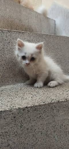 male kitten Persian