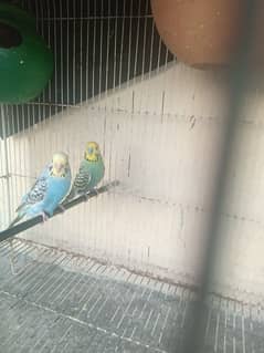 Budgies