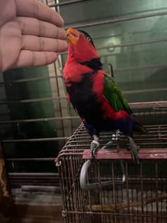 Parrot