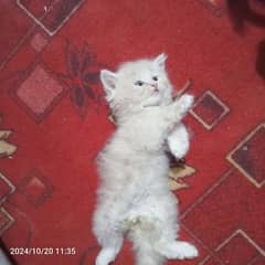 cute baby persian triple coated punch face