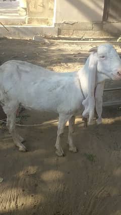 PURE GULABI Bakri WITH FEMALE KID