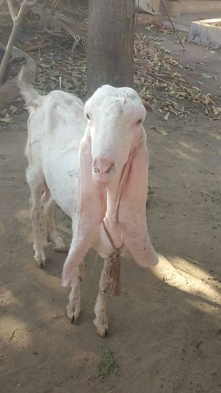 PURE GULABI Bakri WITH FEMALE Abluc KID 5