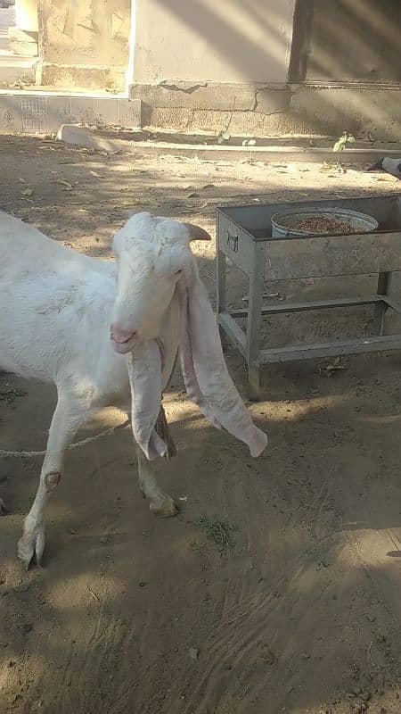 PURE GULABI Bakri WITH FEMALE Abluc KID 8