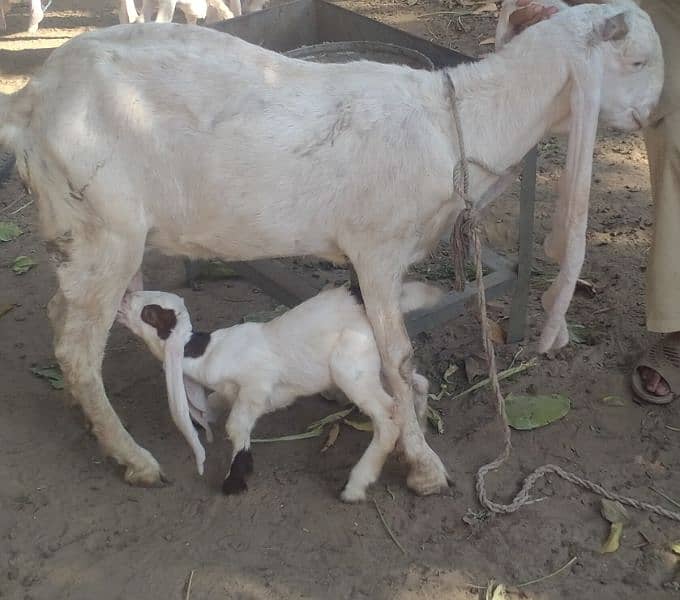 PURE GULABI Bakri WITH FEMALE Abluc KID 9