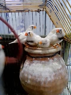 White Finches