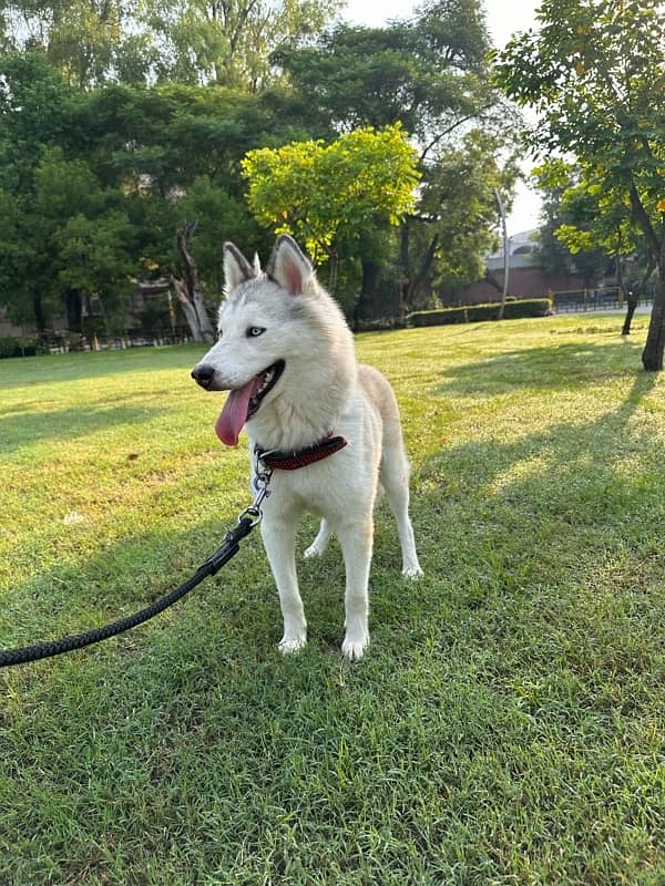 Blue eyes Siberian Husky 3