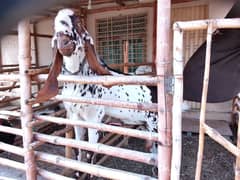 pure makhi cheena breeder/Andu Bakra long heighted