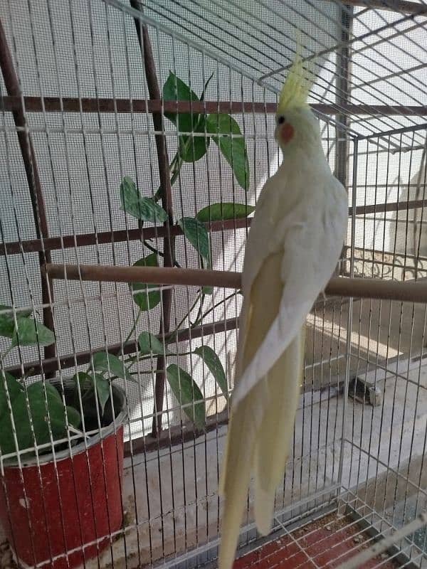 Single Breeder Female and male Common White Cocktail For SALE 0