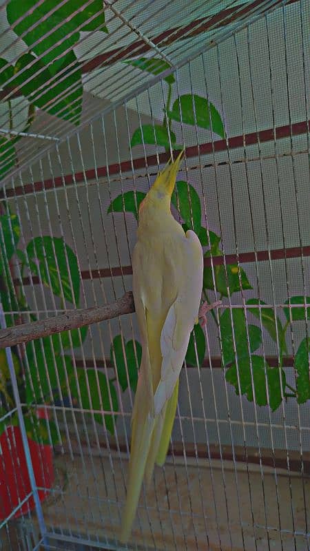 Single Breeder Female and male Common White Cocktail For SALE 4