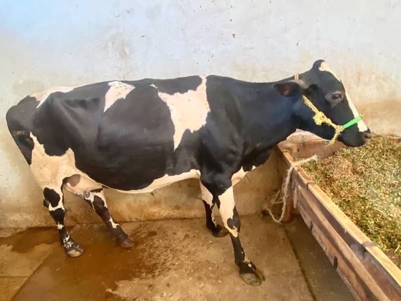 cow  good condition 4