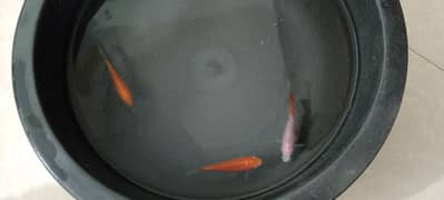 3 fishes for sale