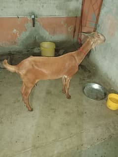 bakri or bachi