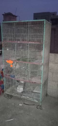 Cage birds for sale 0