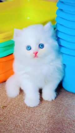 Persian kittens | triple Coated | Punch Face kittens For Sale