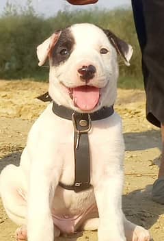 bully gultair male for sale age 2 month available